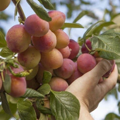 'Victoria' Plum Tree 13 'Victoria' Plum Tree -Yougarden Shop 300002 3