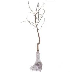 'Victoria' Plum Tree 17 'Victoria' Plum Tree -Yougarden Shop 300002 7