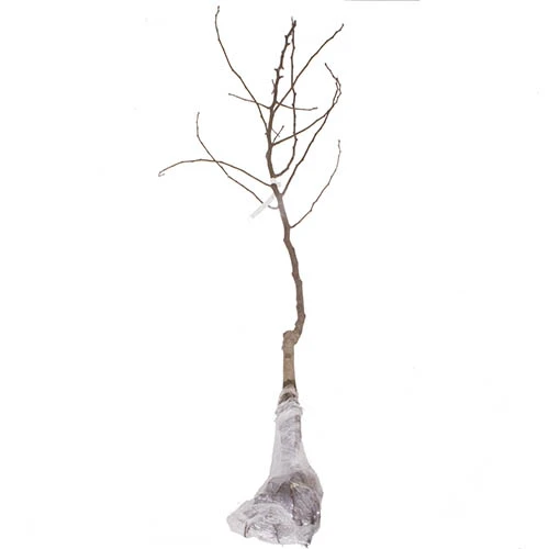 'Victoria' Plum Tree 10 'Victoria' Plum Tree - Image 8