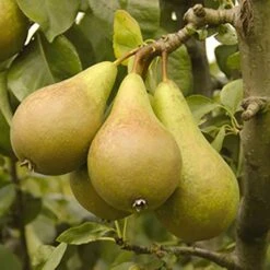 'Conference' Pear Tree -Yougarden Shop 300003 3