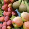 Mini Orchard Fruit Tree Collection -Yougarden Shop 300004