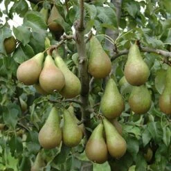 Mini Orchard Fruit Tree Collection 15 Mini Orchard Fruit Tree Collection -Yougarden Shop 300004 4