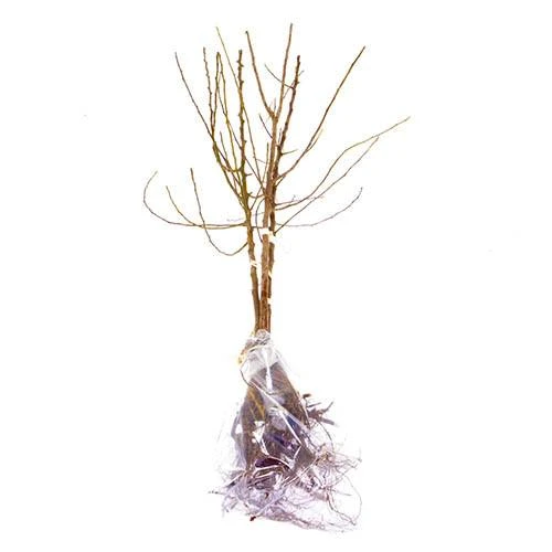 Mini Orchard Fruit Tree Collection 10 Mini Orchard Fruit Tree Collection - Image 8