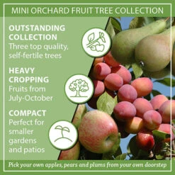 Mini Orchard Fruit Tree Collection 19 Mini Orchard Fruit Tree Collection -Yougarden Shop 300004 8