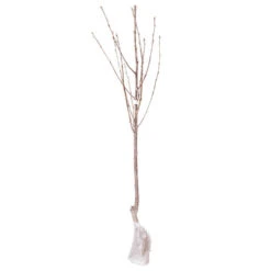 'Stella' Cherry Tree -Yougarden Shop 300005 5