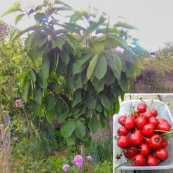 'Stella' Cherry Tree -Yougarden Shop 300005 7