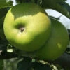 'Bramley' Apple Tree -Yougarden Shop 300006