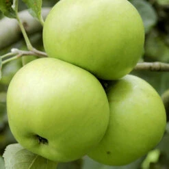 'Bramley' Apple Tree -Yougarden Shop 300006 2