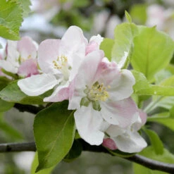 'Bramley' Apple Tree -Yougarden Shop 300006 3