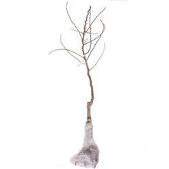 'Bramley' Apple Tree -Yougarden Shop 300006 4