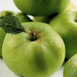 'Bramley' Apple Tree -Yougarden Shop 300006 5