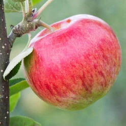 Apple 'Malus' Santana