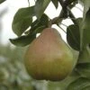 Pear 'Doyenne Du Comice' Tree -Yougarden Shop 300009
