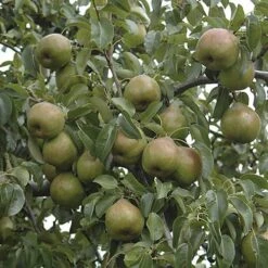Pear 'Doyenne Du Comice' Tree 9 Pear 'Doyenne Du Comice' Tree -Yougarden Shop 300009 2