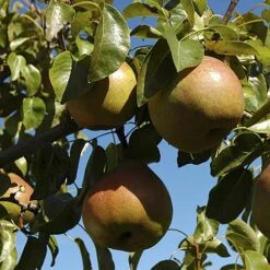 Pear 'Doyenne Du Comice' Tree 10 Pear 'Doyenne Du Comice' Tree -Yougarden Shop 300009 3