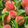 Peach 'Redhaven' Tree -Yougarden Shop 300010