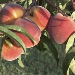 Peach 'Redhaven' Tree -Yougarden Shop 300010 2