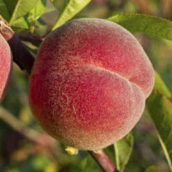 Peach 'Redhaven' Tree -Yougarden Shop 300010 3