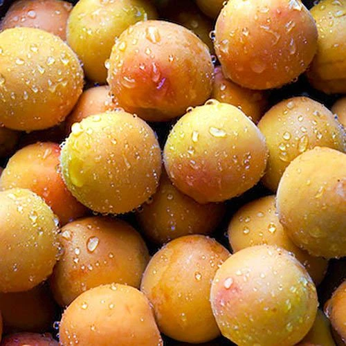 Apricot 'Early Moorpark' Tree 5 Apricot 'Early Moorpark' Tree - Image 3