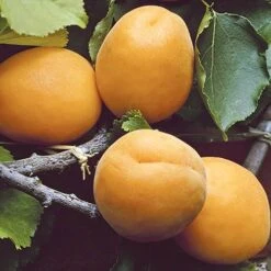 Apricot 'Early Moorpark' Tree 10 Apricot 'Early Moorpark' Tree -Yougarden Shop 300011 3