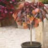 Red-Leaved Patio Peach 'Crimson Bonfire' Tree -Yougarden Shop 300012
