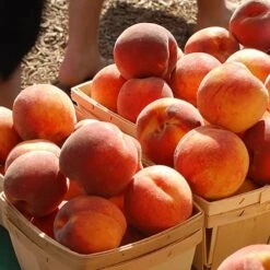 Red-Leaved Patio Peach 'Crimson Bonfire' Tree -Yougarden Shop 300012 2