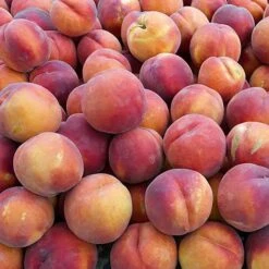 Red-Leaved Patio Peach 'Crimson Bonfire' Tree -Yougarden Shop 300012 3