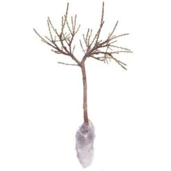 Red-Leaved Patio Peach 'Crimson Bonfire' Tree -Yougarden Shop 300012 4