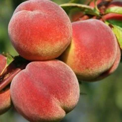 Red-Leaved Patio Peach 'Crimson Bonfire' Tree -Yougarden Shop 300012 5