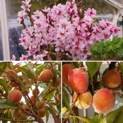 Red-Leaved Patio Peach 'Crimson Bonfire' Tree -Yougarden Shop 300012 6