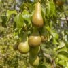Pear 'Conference' -Yougarden Shop 300024