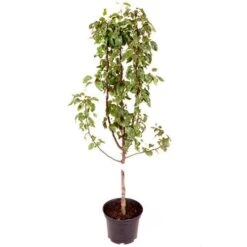 Pear 'Conference' -Yougarden Shop 300024 5