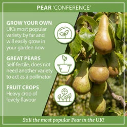 Pear 'Conference' -Yougarden Shop 300024 6