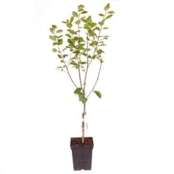 Plum 'Victoria' -Yougarden Shop 300025 6