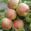 Apple 'Braeburn' Tree