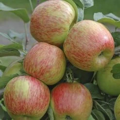 Apple 'Braeburn' Tree 11 Apple 'Braeburn' Tree -Yougarden Shop 300031 3