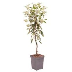 Apple 'Braeburn' Tree 13 Apple 'Braeburn' Tree -Yougarden Shop 300031 5