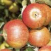 Apple 'Cox's Orange Pippin' Tree -Yougarden Shop 300037