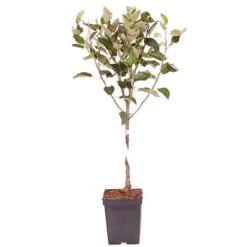 Apple 'Cox's Orange Pippin' Tree -Yougarden Shop 300037 2