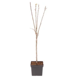 Apple Malus Domestica 'Discovery' 7 Apple Malus Domestica 'Discovery' -Yougarden Shop 300040 2