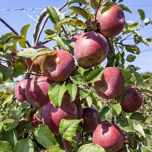 Apple 'Gala' Tree 4 Apple 'Gala' Tree - Image 2