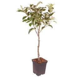 Apple 'Gala' Tree 7 Apple 'Gala' Tree -Yougarden Shop 300041 2