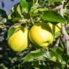 Apple 'Golden Delicious' Tree -Yougarden Shop 300042