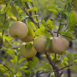 Apple 'Golden Delicious' Tree -Yougarden Shop 300042 2