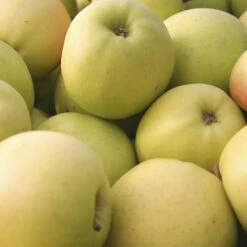 Apple 'Golden Delicious' Tree -Yougarden Shop 300042 3