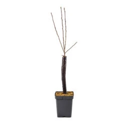 Apple 'Golden Delicious' Tree -Yougarden Shop 300042 4