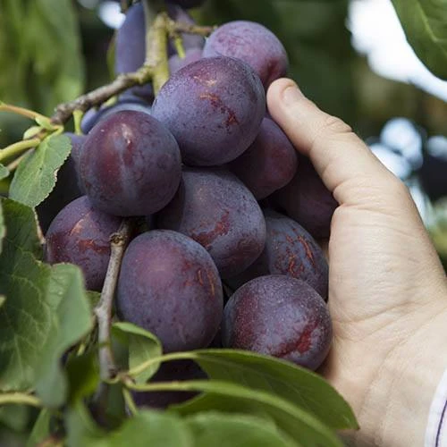 Plum 'The Czar' 4 Plum 'The Czar' - Image 2