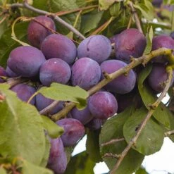 Plum 'The Czar' 11 Plum 'The Czar' -Yougarden Shop 300049 2