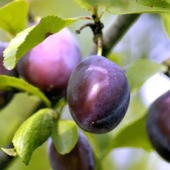 Plum 'The Czar' 13 Plum 'The Czar' -Yougarden Shop 300049 4