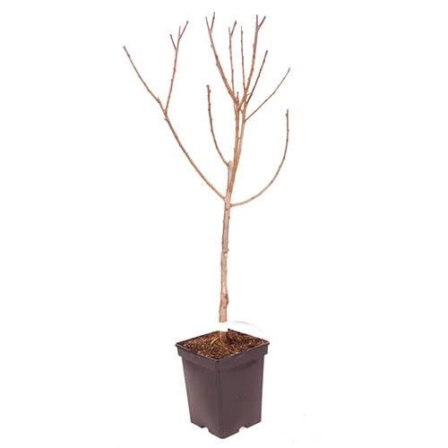 Plum 'The Czar' 8 Plum 'The Czar' - Image 6